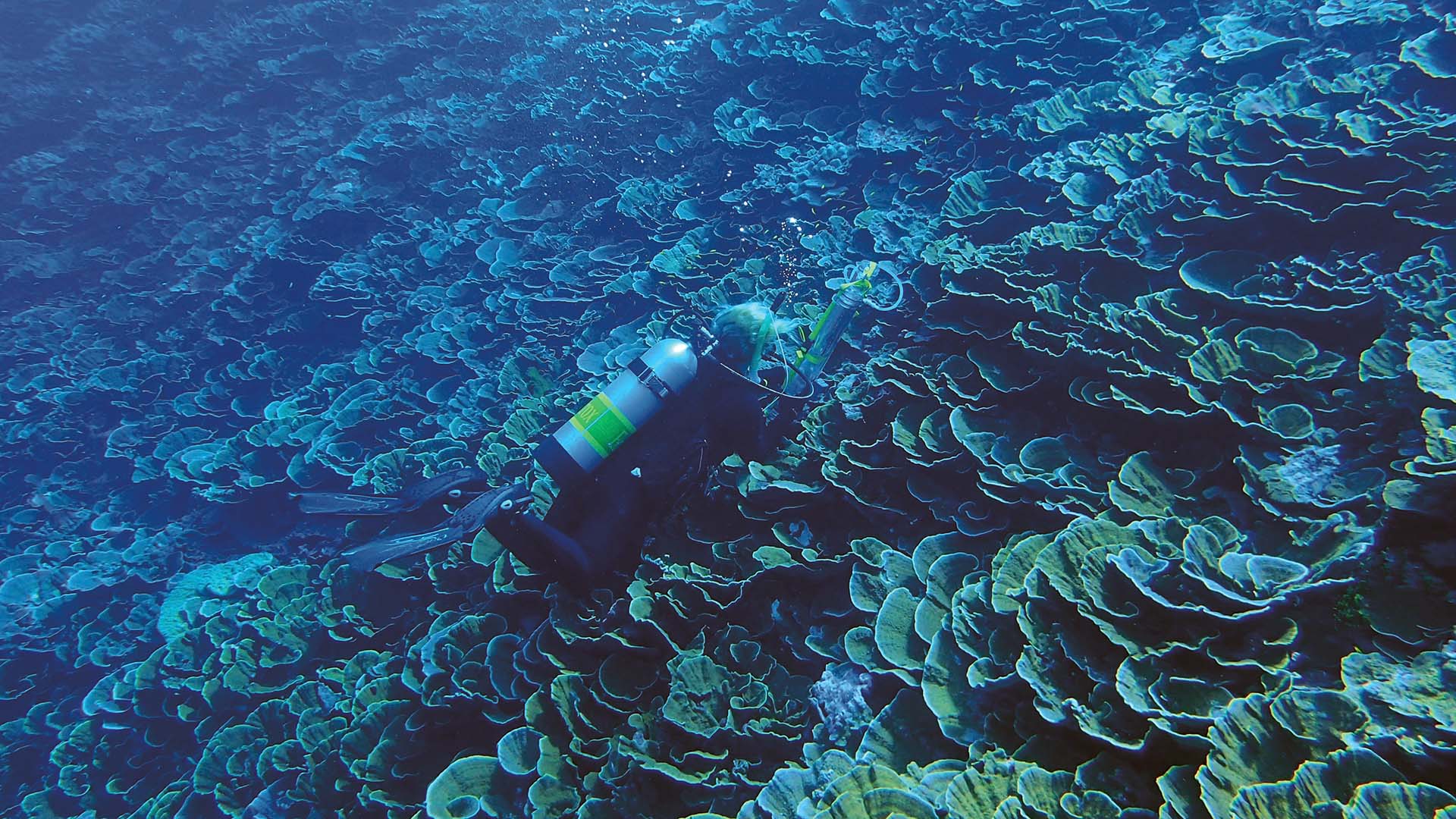 Professor of Biology Forest Rohwer’s coral reef restoration project around the Line Islands south of Hawaii