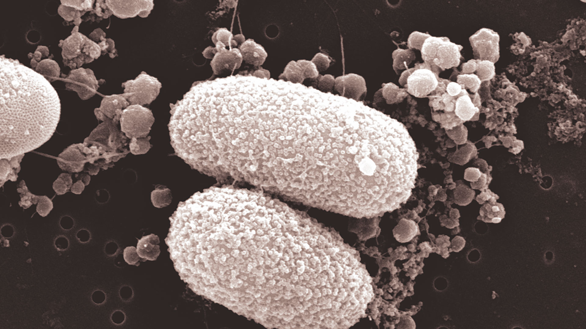 Bacterium Methylotuvimicrobium alcaliphilum 20ZR