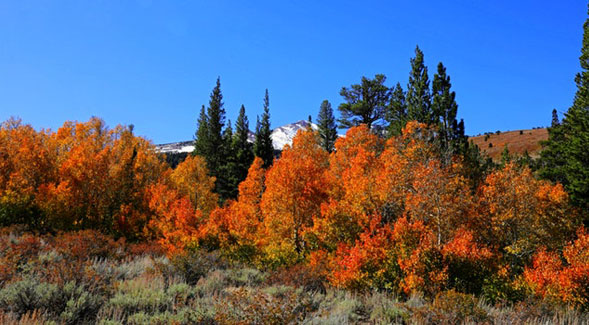 outdoor field with colorful autumn trees