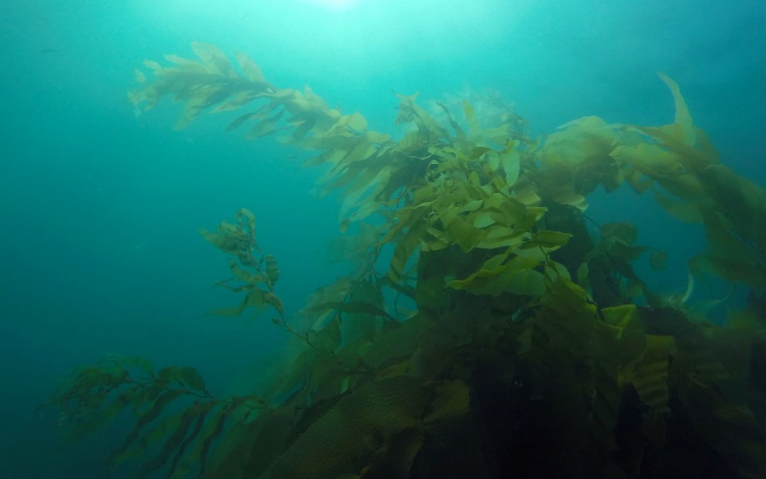 New SDSU Study Examines Role of Sea Urchins on California Kelp