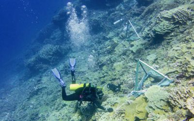Bacteria Surrounding Coral Reefs Change in Synchrony, Even Across Great Distance
