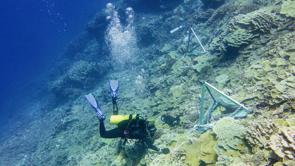 Bacteria Surrounding Coral Reefs Change in Synchrony, Even Across Great Distance