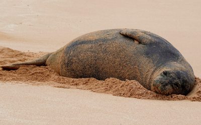 How Seals Took to the Seas