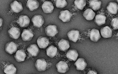 Meet crAssphage, The Virus That You’re Probably Carrying