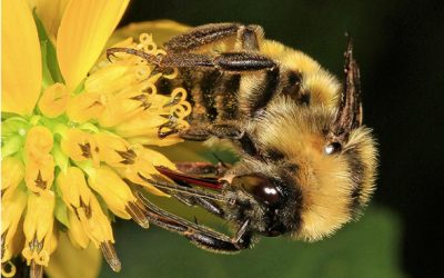 This Stings: Some Flowers Can Harm the Bumble Bees They’re Meant to Attract