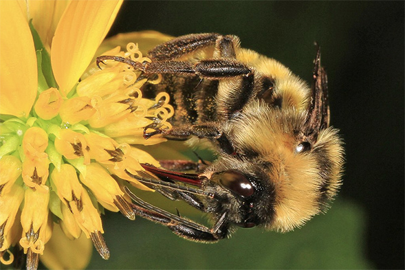 Close-up of Bumble Bee gathering pollen from flower. 