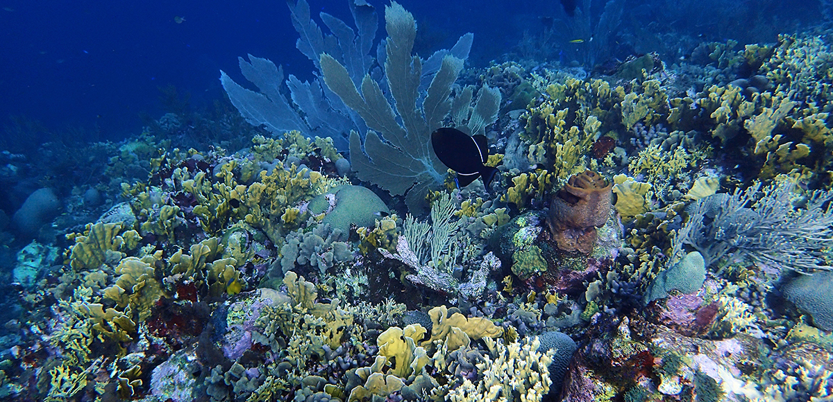 Underwater coral.