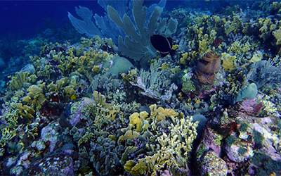 Corals Face Threat from Tiny Enemy