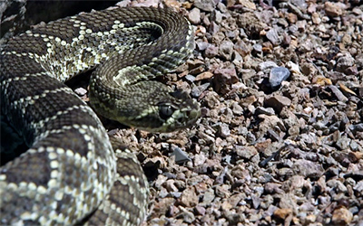 Hot or Cold, Venomous Rattlesnakes Still Quick to Strike