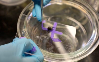 Spiders, Doomed Flies, and Tougher Textiles — Just Add Water