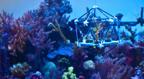 Icosahedron-shaped coral ark situated among coral