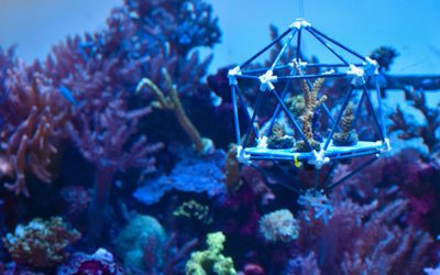 Biologists Devise Arks to Save Coral Reefs