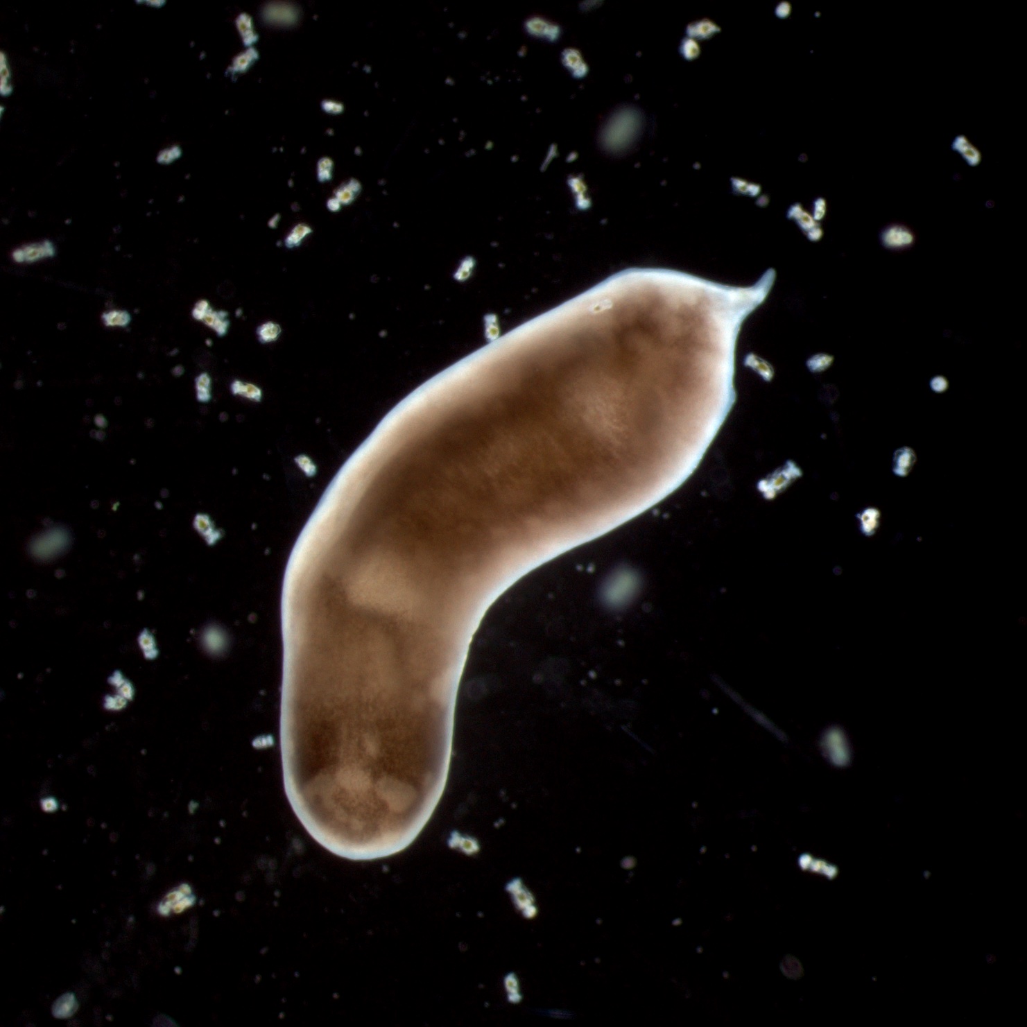 A shorter beige tube bent at a 45 degree angle, feeding on small light organisms on a black background