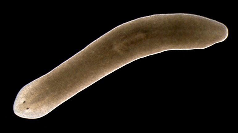 A planarian, a long beige tube with what looks like two eye structures on the top end, on a black background