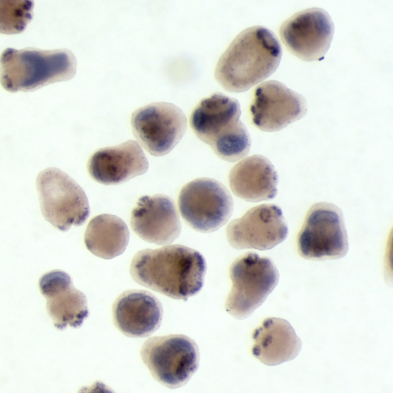 Sea anemones through a microscope, small beige roughly circular objects with black dots on them on a light background