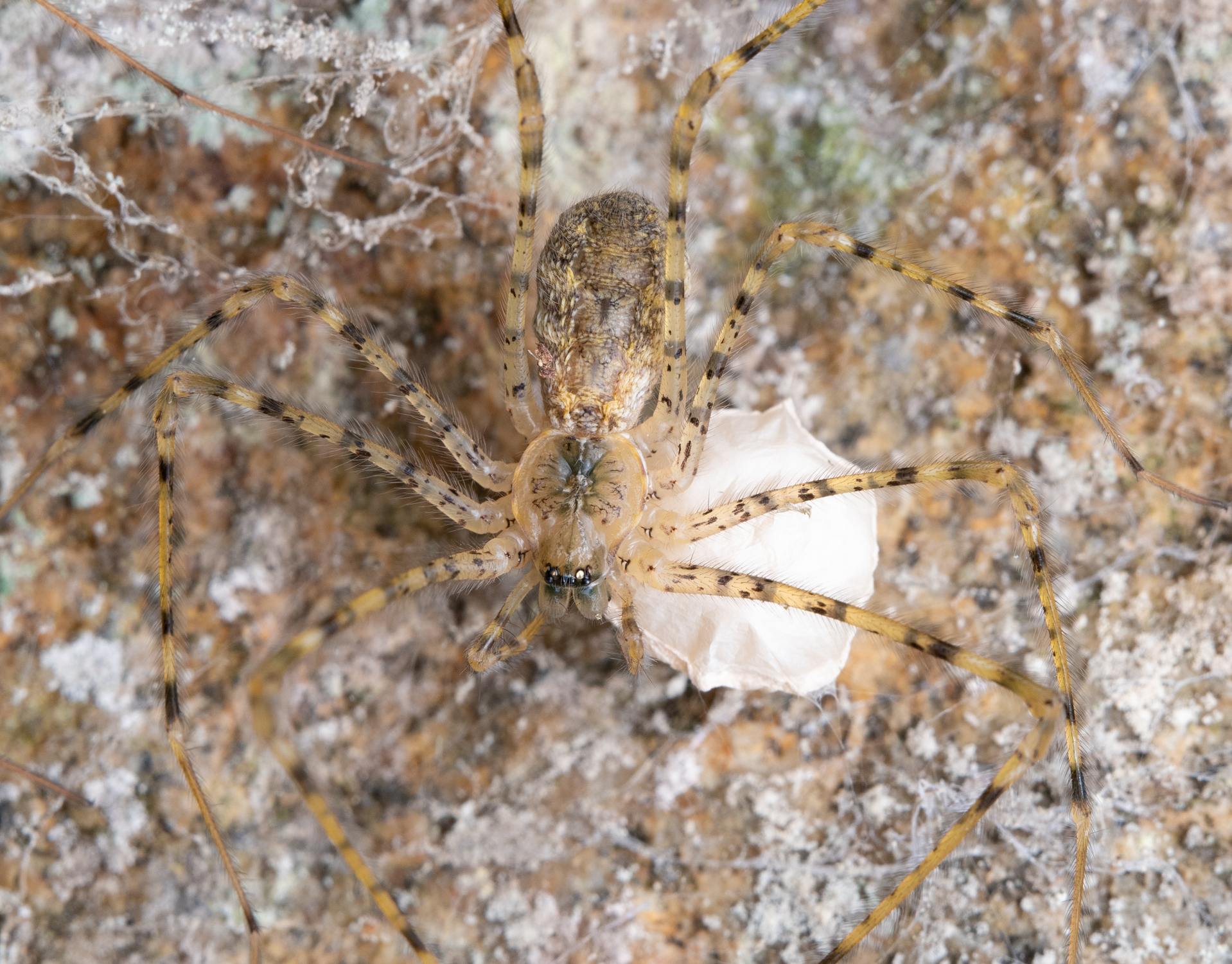 A beige and black female spider with an eggsac the size of a pea