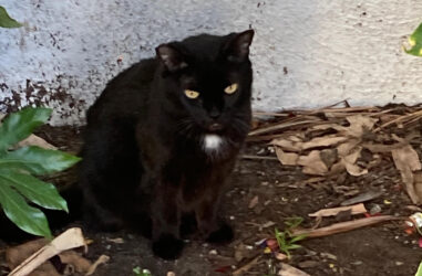 Black cat with white patch on chest in a shady corner on campus