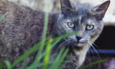 Grey cat named Darcy hides behind some grass