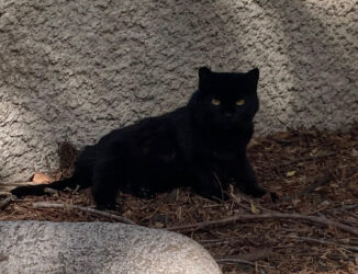 All black cat lounges in the shade