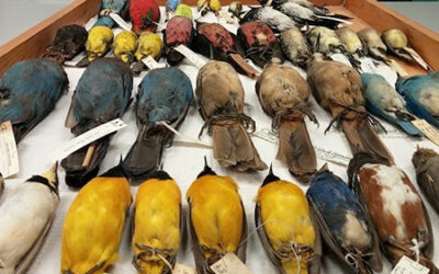 SDSU Biodiversity Museum Open House Celebrates 125 Years of Collecting