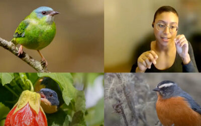 Distantly Related Tanagers Independently Evolve Similar Beaks