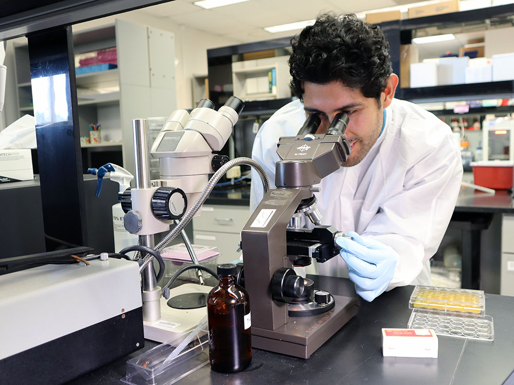 Daniel Noreña-Caro in a lab coat examines algae samples through a microscope.