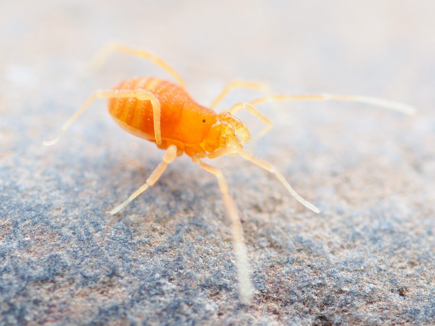 Shahan specializes in Opiliones. This photo he took is one of a new species in the genus Sitalcina, only known from Palos Verdes.