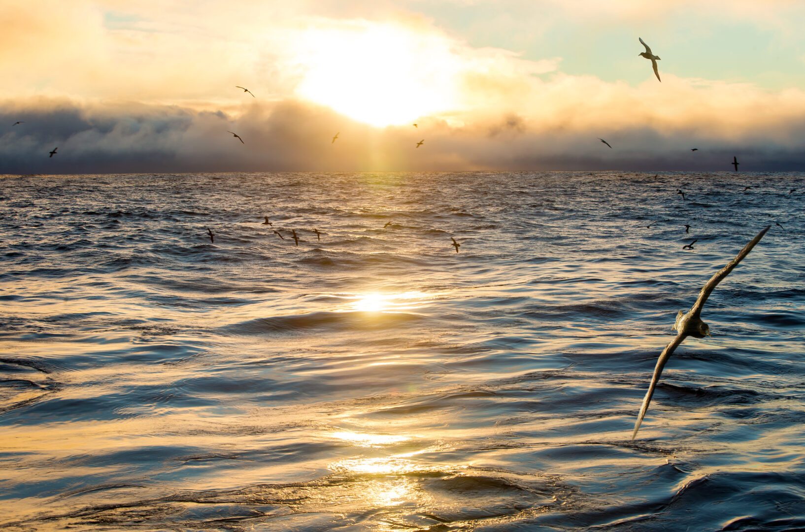 View of the sunrise and petrels from the D/V JOIDES Resolution during a sediment coring expedition to the southeast Pacific led by Dr. Samantha Bova (SDSU) and Dr. Yair Rosenthal (Rutgers) in 2019. (Credit: International Ocean Discovery Program Imaging Specialist, Sarah Kachovich)