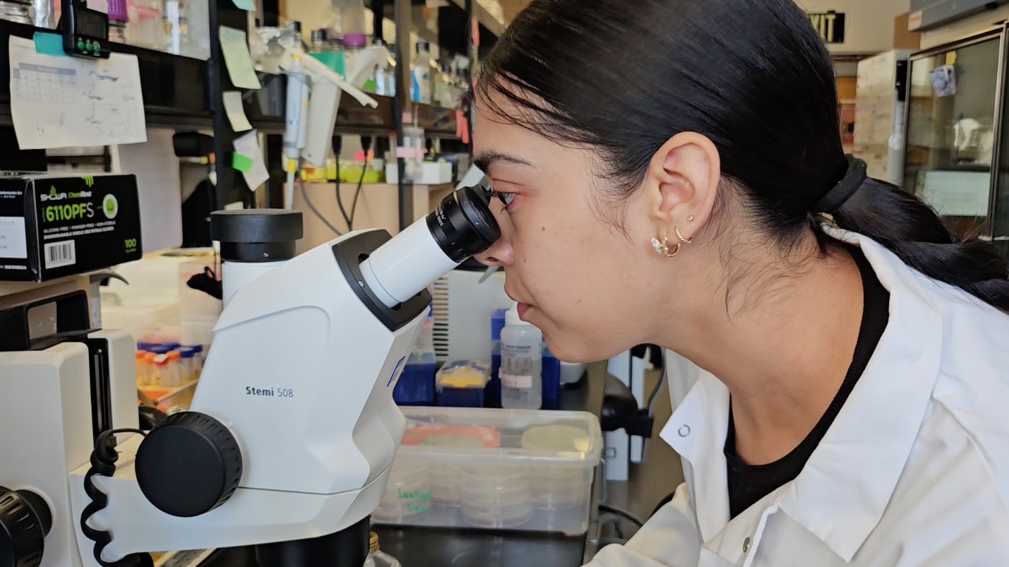 Yesenia Rodriguez Reyes performs work in the lab at SDSU