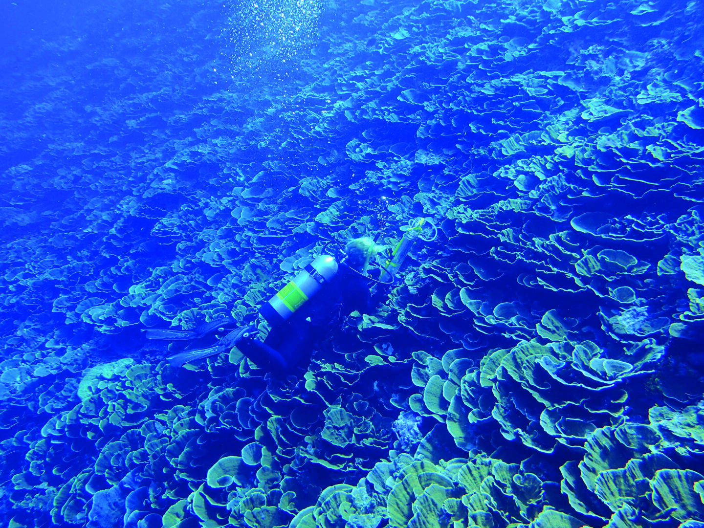 Professor of Biology Forest Rohwer’s coral reef restoration project around the Line Islands south of Hawaii